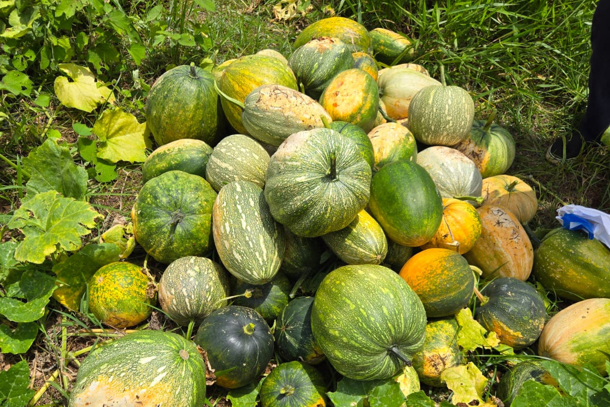 Pumpkin (lbs)