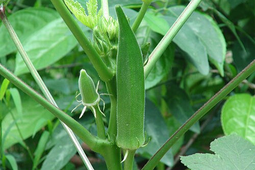 Okra (dozen)