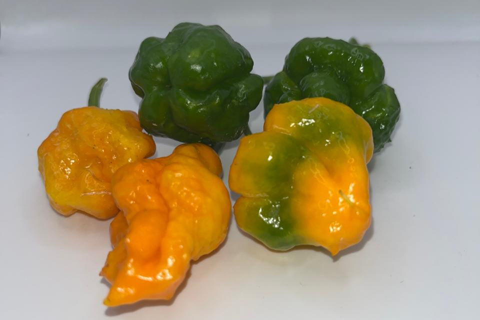 Scotch Bonnet Pepper (dozen)