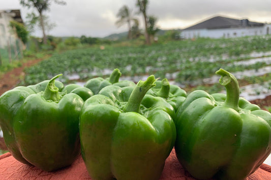 Sweet Pepper (lbs)