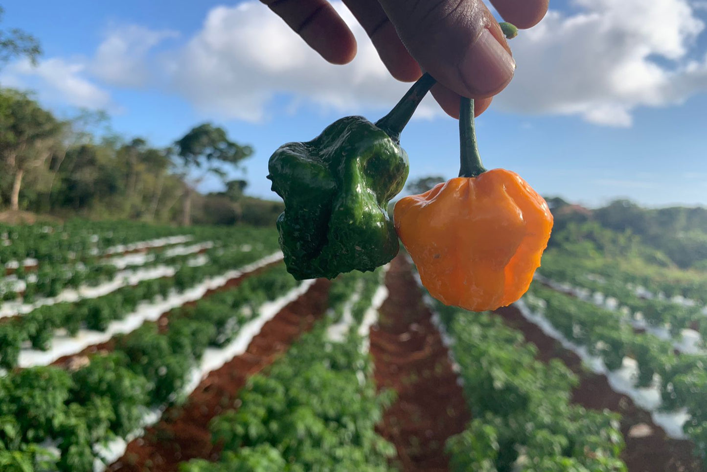 Scotch Bonnet Pepper (dozen)