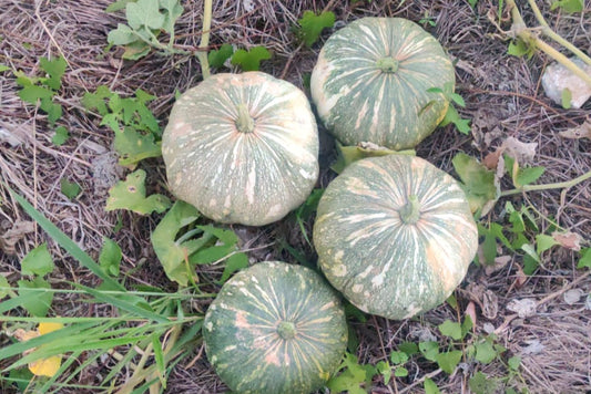Pumpkin (lbs)