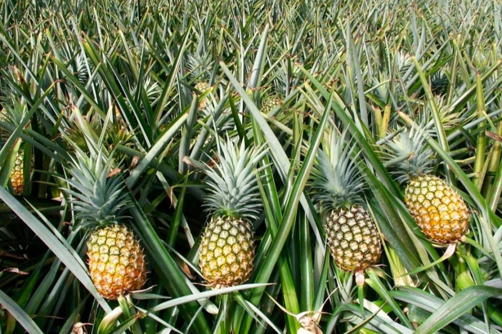 Pineapple (Whole)