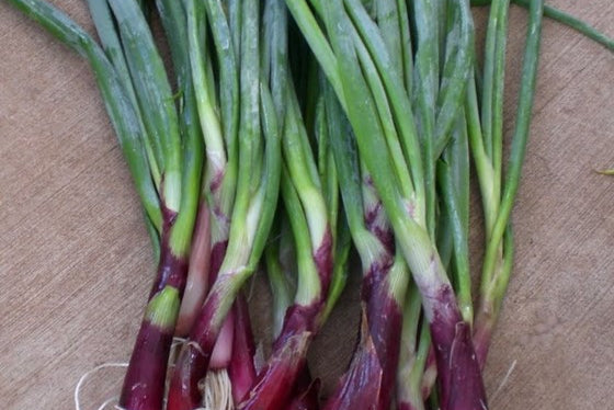 Scallion & Thyme - Red (Bundle)
