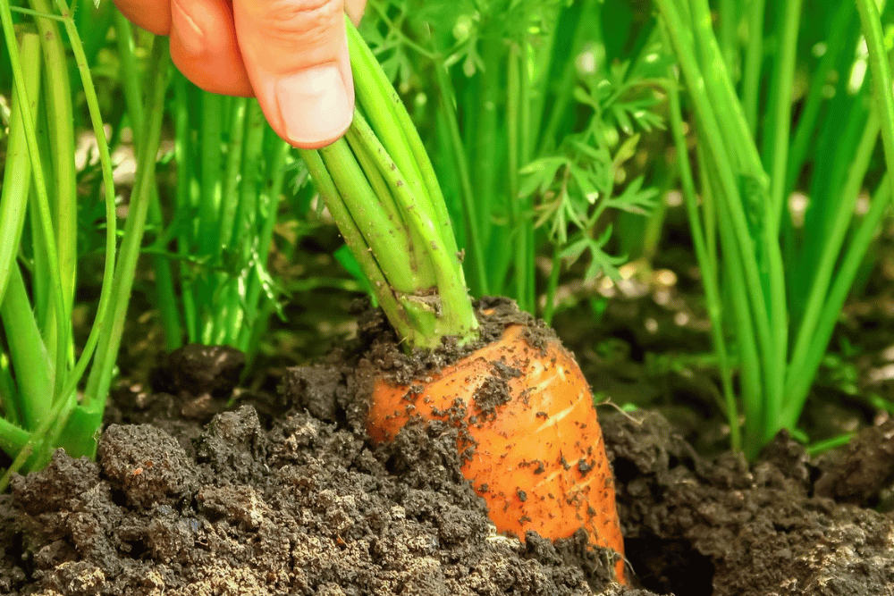 Carrot (lbs)