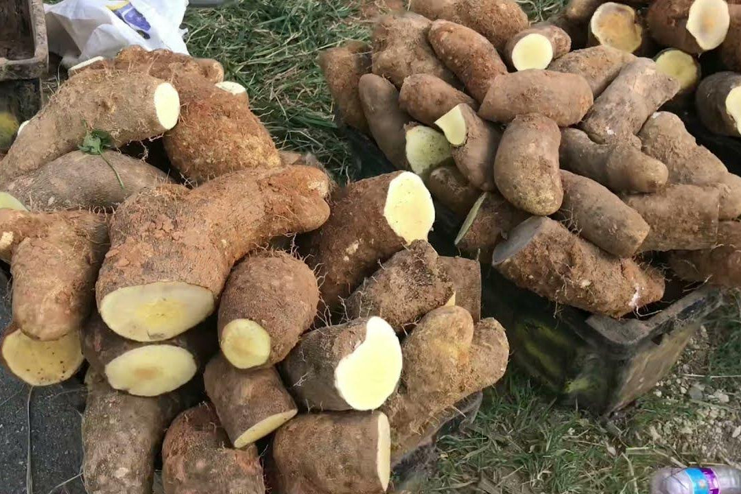 Yam (lbs)