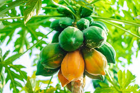 Papaya (lbs)