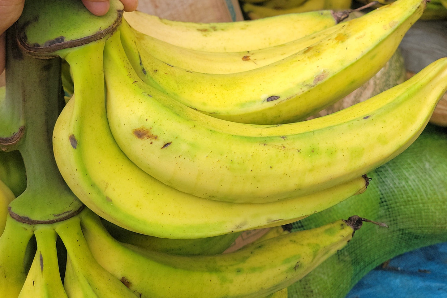 Plantain (count)