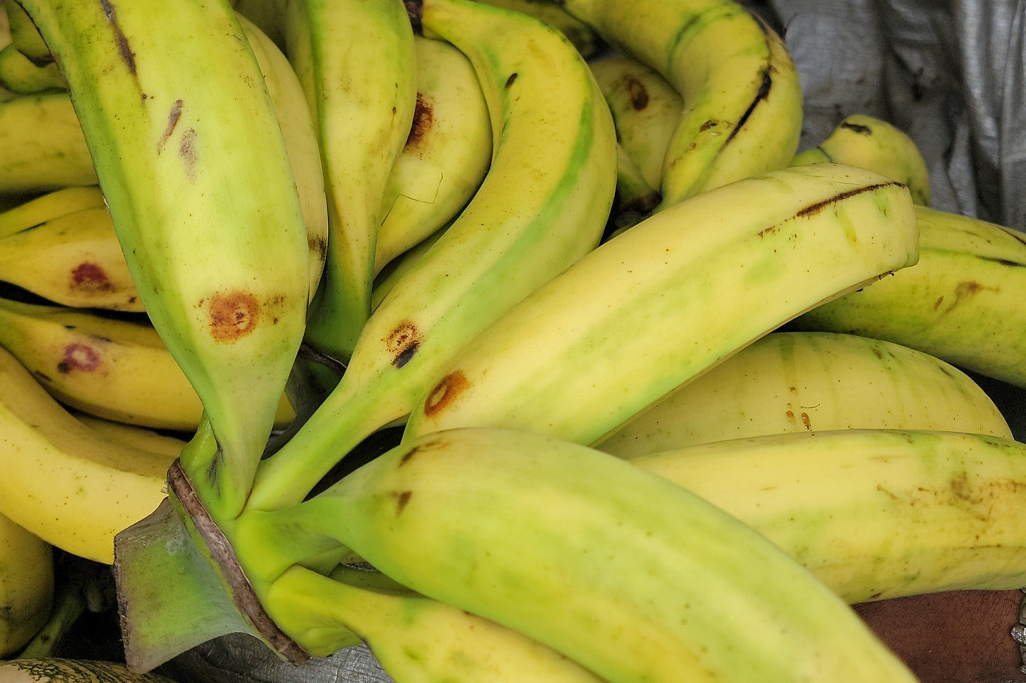 Plantain (count)