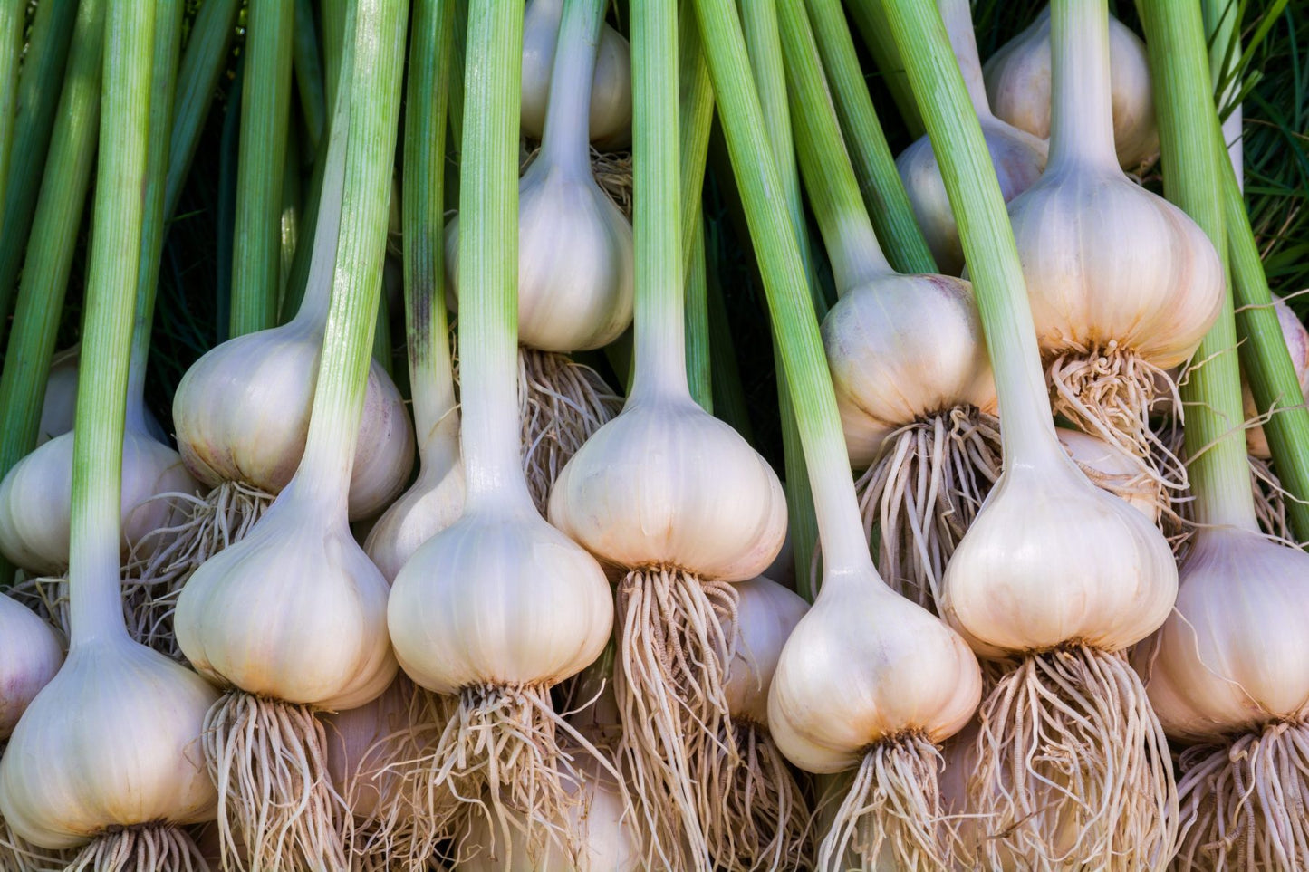 Garlic (Six Pack)